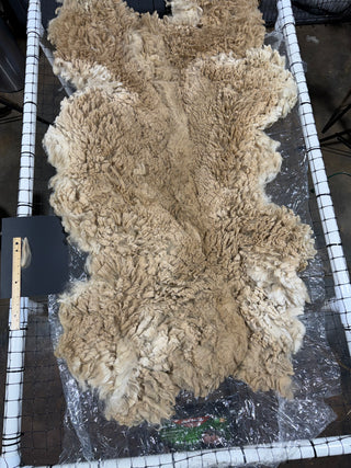 Cinderella Raw Alpaca Fleece — Medium Fawn — 2025 — Cinderella raw fleece blanket