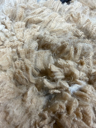 Cinderella Raw Alpaca Fleece — Medium Fawn — 2025 — Cinderella close up raw fleece