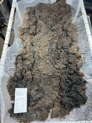 Cristy Bay Raw Alpaca Fleece — True Black — 2025 — Cristy Bay fleece blanket
