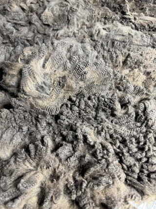 Cristy Bay Raw Alpaca Fleece — True Black — 2025 — Cristy Bay fleece close up