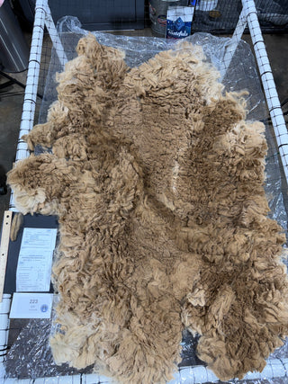 Harmony Raw Alpaca Fleece — Dark Fawn — 2025 — Harmony raw fleece blanket