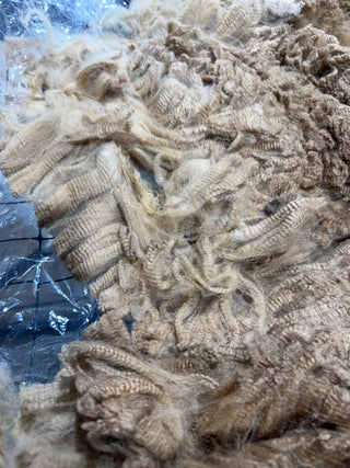 Harmony Raw Alpaca Fleece — Dark Fawn — 2025 — Harmony raw fleece close up
