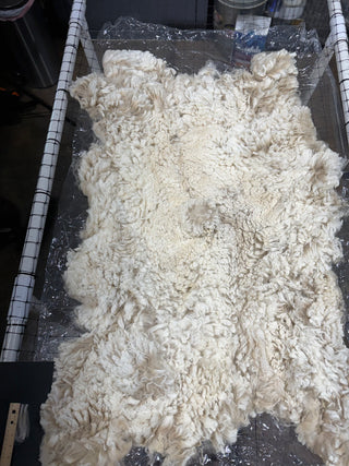 Tito Raw Alpaca Fleece — Beige — 2025 — Tito Blanket raw fleece