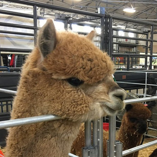 FIR Indy's El Guapo