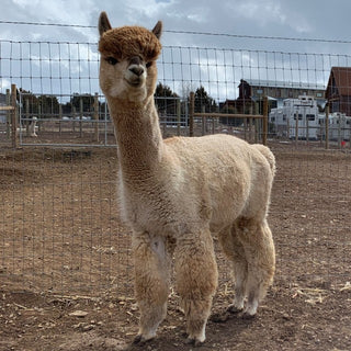 FIR Indy's El Guapo