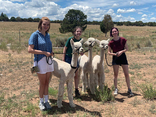 Alpaca Adventure Gift Card